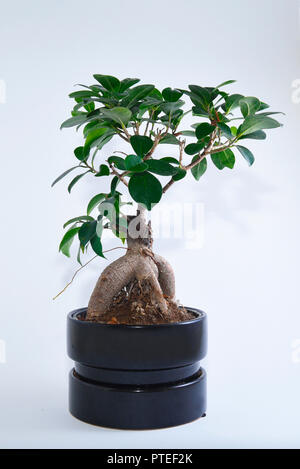 Bonsai Ficus Ginseng Fig sur un fond blanc. Nom latin Ficus microcarpa 'Ginseng' est un ginseng bonsai Ficus retusa ou également connu sous le nom de banyan ou Banque D'Images