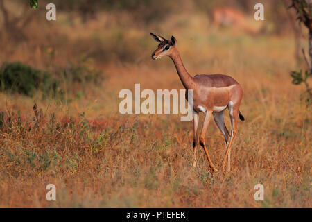 Gerenuk femelle Banque D'Images