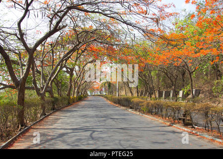 Une vue sur route avec gulmohar couvert des arbres en été, Pune, Inde Banque D'Images