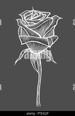 Illustrations gravées à la main de rose flower isolated on black Illustration de Vecteur