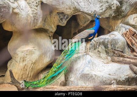 Peacock est vivant dans la grotte. Paons Indiens mâles ou des paons bleus (Pavo cristatus), et un grand oiseau aux couleurs vives, est une espèce d'indigènes paons Banque D'Images