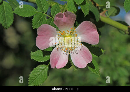 Dog rose ou rose sauvage en fleur en Italie Amérique rosa canina et semblable à un Sweet Briar également appelé eglantine fleur d'état de l'Iowa et du Dakota du Nord Banque D'Images