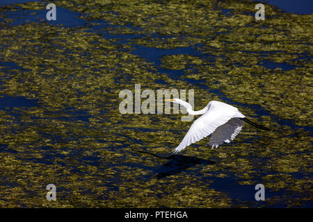 Grande Aigrette battant au-dessus de l'eau Banque D'Images