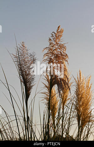 L'herbe de la pampa cortaderia selloana avec la lumière derrière tôt le matin à l'automne ou à l'automne en Italie Banque D'Images