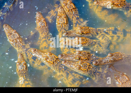 Groupe de jeunes crocodiles sont au soleil dans le bassin en béton. L'élevage de crocodiles pour la reproduction et l'élevage de crocodiliens afin de produire un crocodile Banque D'Images