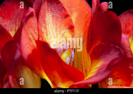 Gros plan du freesia rouge fleur - faible profondeur de champ Banque D'Images