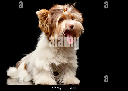 Portrait of a cute Biewer Yorkshire Terrier puppy sitting sur fond noir. Banque D'Images