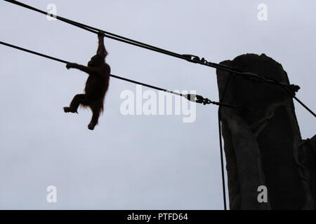 Voyages d'orangs-outans sur corde crossing Banque D'Images