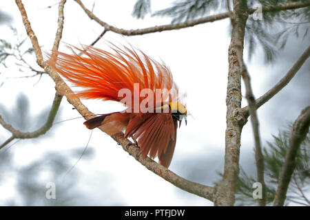 Oiseau de Paradis Raggiana afficher en Papouasie Nouvelle Guinée Banque D'Images