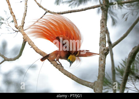 Oiseau de Paradis Raggiana afficher en Papouasie Nouvelle Guinée Banque D'Images