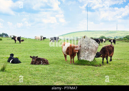 11 Juin 2018 : Bodmin Moor, Cornwall, UK - Galloway le pâturage à l'Hurlers Stone Circle. Banque D'Images