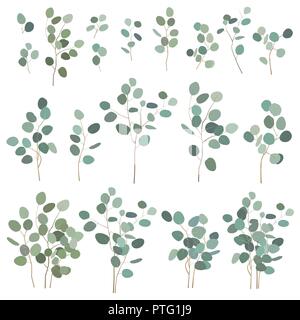 Dollar en argent peint à la main les éléments d'eucalyptus isolé sur fond blanc. Ensemble d'illustration vectorielle, grandes et petites branches pour bouquets, couronnes, lo Illustration de Vecteur