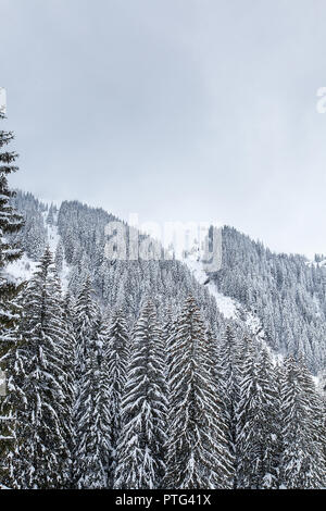 La neige qui tombe dans la belle forêt de pins. Paysage d'hiver fantastique Banque D'Images