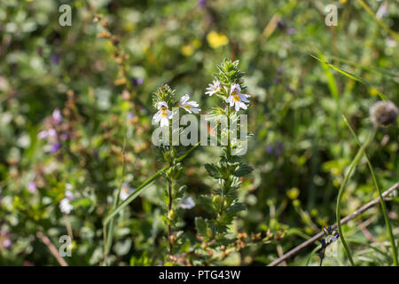 Euphrasia plante dans l'herbe sur la montagne Tara dans Serbie Banque D'Images