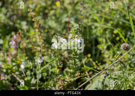 Euphrasia plante dans l'herbe sur la montagne Tara dans Serbie Banque D'Images