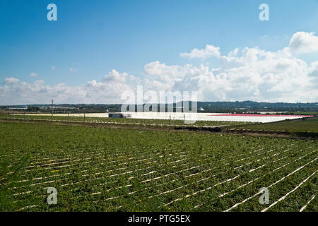 Vignes en automne ensoleillée des Pouilles. Banque D'Images