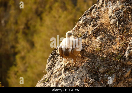 Vautour fauve Gyps fulvus,,Hoces del Río Duratón Parc Naturel, Ségovie, Espagne, province de Castille-León Banque D'Images