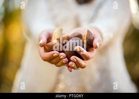 Pull femme en blanc est titulaire de champignons dans les mains en forêt d'automne Banque D'Images