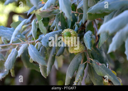 Les jeunes glands d'un chêne liège vue à travers les feuilles vertes, vert glands sur Quercus suber arbre en italie Banque D'Images