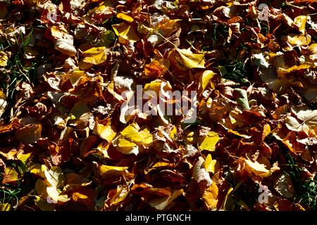 Image colorée de feuilles sur le sol au début de l'automne, prises à Norton, Teesside, UK. Banque D'Images