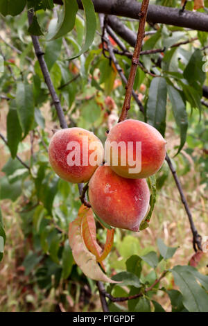 Pêches fraîches, Peach Tree avec des fruits poussant dans le jardin organique avec des feuilles autour, Close up Banque D'Images