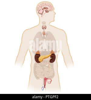Illustration numérique et 3d render corps humain système endocrinien Banque D'Images