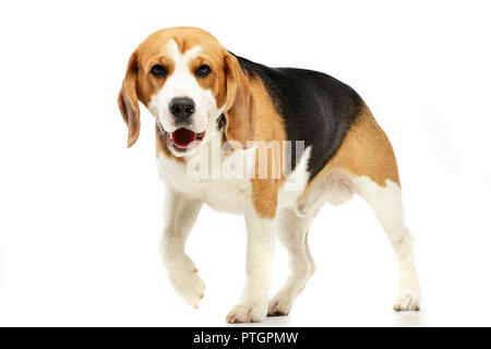 Portrait d'une adorable Beagle debout sur fond blanc. Banque D'Images