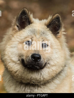 Chien Eurasier Banque D'Images