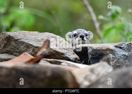 A cute little Rock pics de l'Hyrax derrière la pile de roche dans le comté de Laikipia, Kenya, Afrique. Banque D'Images