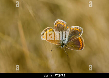 Papillon Bleu du sud. Polyommatus icarus /Celina. Bleu commun, Andalousie, Espagne Banque D'Images