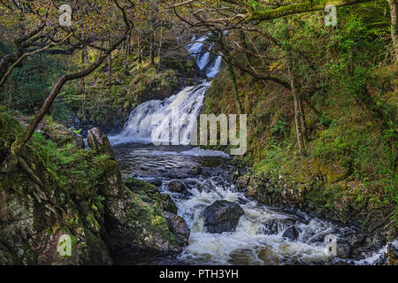 Rhaeadr Ddu ou Noir tombe sur l'Afon (rivière) dans le Ganllwyd Gamlan Coed National Nature Reserve dans le Coed-Y-Brenin forêt près de Ganllwyd Banque D'Images