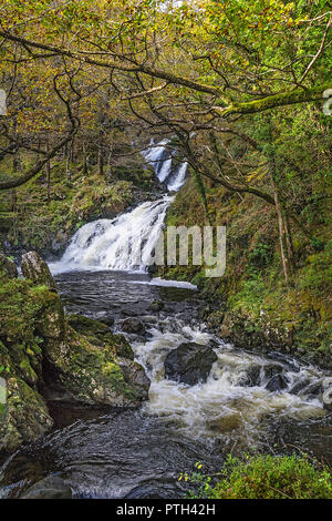 Rhaeadr Ddu ou Noir tombe sur l'Afon (rivière) dans le Ganllwyd Gamlan Coed National Nature Reserve dans le Coed-Y-Brenin forêt près de Ganllwyd Banque D'Images