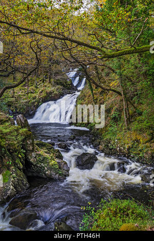 Rhaeadr Ddu ou Noir tombe sur l'Afon (rivière) dans le Ganllwyd Gamlan Coed National Nature Reserve dans le Coed-Y-Brenin forêt près de Ganllwyd Banque D'Images