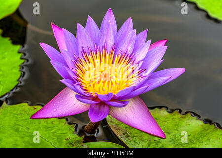 Blue Star ou nénuphar Nymphaea Stellata Banque D'Images