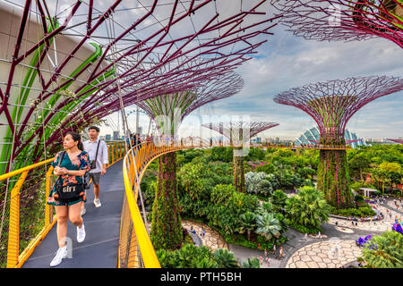 L'Supertree Grove dans les jardins de la baie nature park, Singapore Banque D'Images
