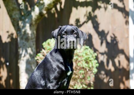 Chiot Labrador noir Banque D'Images