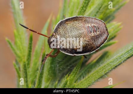 L'ajonc Shieldbug dernier stade nymphe (Piezodorus lituratus) reposant sur l'ajonc bush. Tipperary, Irlande Banque D'Images