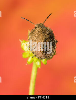 Hairy Shieldbug (nymphe Dolycoris baccarum) perché en haut de tige de la plante. Tipperary, Irlande Banque D'Images