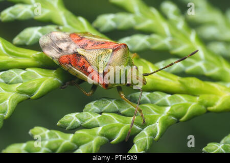 Cyphostethus tristriatus Shieldbug (Juniper) sur Lawson's Cypress tree. Tipperary, Irlande Banque D'Images