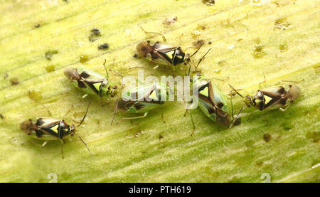 Orthops campestris miride bugs sur tige d'umbellifer plante. Tipperary, Irlande Banque D'Images