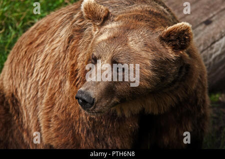 Gros plan d'un ours brun qui regarde loin à l'intérieur un zoo en suède par une belle journée d'été Banque D'Images