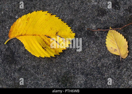 Couleurs d'automne - macro shot of yellow leaf Banque D'Images