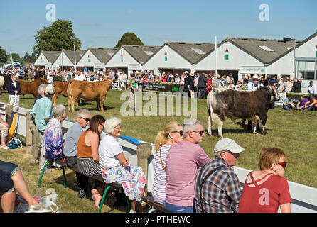 Les gens qui regardent le défilé de bétail gagnant de prix au Great Yorkshire Show en été Harrogate North Yorkshire England Royaume-Uni Grande-Bretagne Banque D'Images