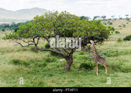 Girafe masaï qui se nourrit d'une arborescence dans Masai Mara National Reserve, Kenya Banque D'Images