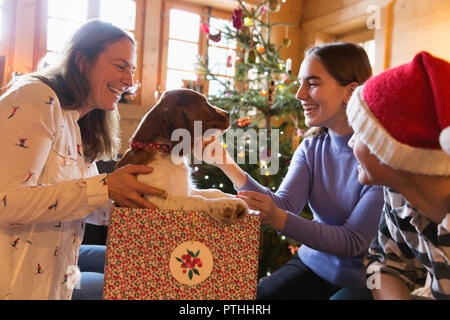 Family Playing with dog in Christmas gift box Banque D'Images