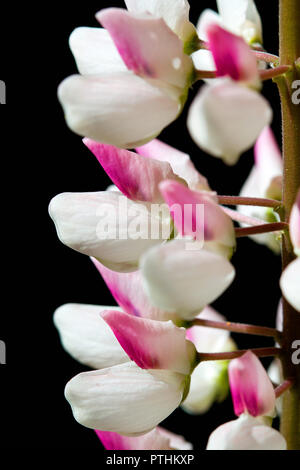 Fleurs lupin isolé sur fond noir Banque D'Images