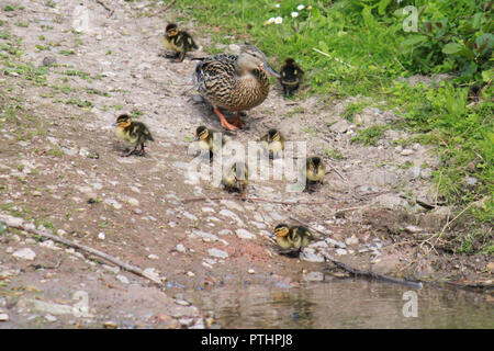 Maman canard et ses huit canetons balade jusqu'à l'eau.Anas platyrhynchos Banque D'Images