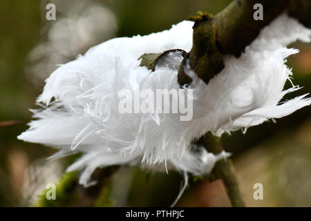 Exidiopsis effusa ou glace cheveux rare champignon qui pousse sur le bois mort selective focus bokeh background pour jeter plus de texte ou copy space Banque D'Images