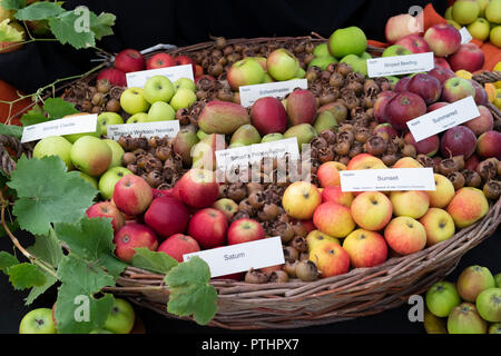 Exposition de variétés de pommes d'automne. ROYAUME-UNI Banque D'Images