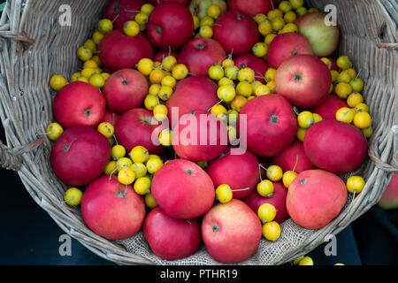 Malus domestica. Affichage Apple 'Tom Putt'. Angleterre Banque D'Images